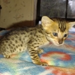 Melody Savannah F-4SBT female DOB 2-10-22