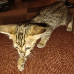 Melody Savannah F-4SBT female DOB 2-10-22