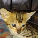 Melody Savannah F-4SBT female DOB 2-10-22