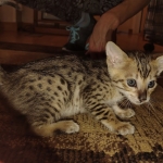 Melody Savannah F-4SBT female DOB 2-10-22