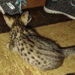 Melody Savannah F-4SBT female DOB 2-10-22