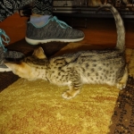 Melody Savannah F-4SBT female DOB 2-10-22