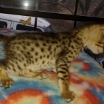 Melody Savannah F-4SBT female DOB 2-10-22