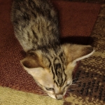 Melody Savannah F-4SBT female DOB 2-10-22