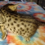 Melody Savannah F-4SBT female DOB 2-10-22