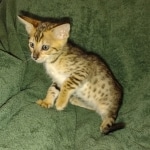 Melody Savannah F-4SBT female DOB 2-10-22