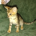 Melody Savannah F-4SBT female DOB 2-10-22