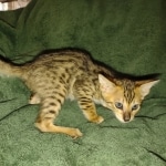 Melody Savannah F-4SBT female DOB 2-10-22