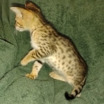 Melody Savannah F-4SBT female DOB 2-10-22