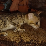 Melody Savannah F-4SBT female DOB 2-10-22