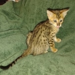 Melody Savannah F-4SBT female DOB 2-10-22