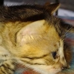 Melody Savannah F-4SBT female DOB 2-10-22