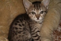 Freyja Savannah F-4SBT BST female DOB 3-25-20