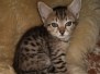 Freyja Savannah F-4SBT BST female DOB 3-25-20