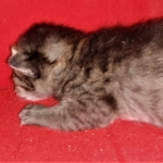 Savannah, F-4SBT, BST, Female, DOB 3-25-20