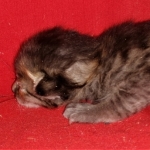 Savannah, F-4SBT, BST, Female, DOB 3-25-20