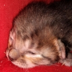 Savannah, F-4SBT, BST, Female, DOB 3-25-20