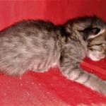 Savannah, F-4SBT, BST, Female, DOB 3-25-20