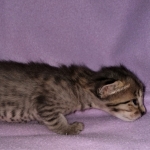 Savannah, F-4SBT, BST, Female, DOB 3-25-20