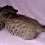 Savannah, F-4SBT, BST, Female, DOB 3-25-20