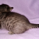 Savannah, F-4SBT, BST, Female, DOB 3-25-20