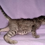 Savannah, F-4SBT, BST, Female, DOB 3-25-20