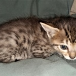 Savannah, F-4SBT, BST, Female, DOB 3-25-20