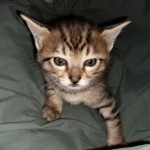 Savannah, F-4SBT, BST, Female, DOB 3-25-20