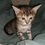 Savannah, F-4SBT, BST, Female, DOB 3-25-20