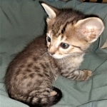 Savannah, F-4SBT, BST, Female, DOB 3-25-20