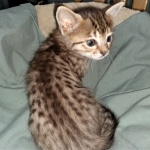 Savannah, F-4SBT, BST, Female, DOB 3-25-20