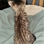 Savannah, F-4SBT, BST, Female, DOB 3-25-20