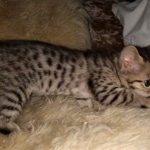 Savannah, F-4SBT, BST, Female, DOB 3-25-20