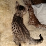 Savannah, F-4SBT, BST, Female, DOB 3-25-20