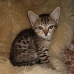 Savannah, F-4SBT, BST, Female, DOB 3-25-20