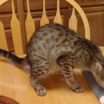 Thyme, Savannah, F-4SBT, BST, Female, DOB 4-3-19