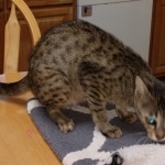 Thyme, Savannah, F-4SBT, BST, Female, DOB 4-3-19