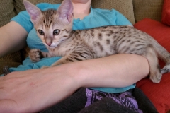 Taco Savannah F-4SBT BST Male DOB 11-18-18