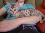 Taco Savannah F-4SBT BST Male DOB 11-18-18