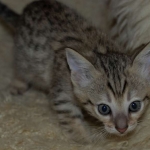 01 Savannah F-4SBT - BST Male