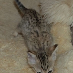 02 Savannah F-4SBT - BST Male