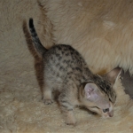 03 Savannah F-4SBT - BST Male