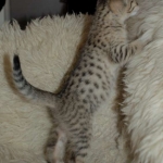 04 Savannah F-4SBT - BST Male