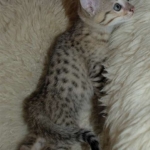 Taco, Savannah F-4SBT - BST