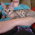 Taco, Savannah F-4SBT - BST