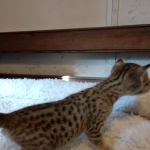 Savannah, F-4SBT, BST, Male, DOB 11-18-18