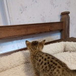 Savannah, F-4SBT, BST, Male, DOB 11-18-18