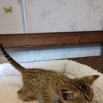 Savannah, F-4SBT, BST, Male, DOB 11-18-18