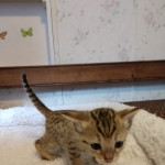 Savannah, F-4SBT, BST, Male, DOB 11-18-18