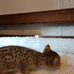 Savannah, F-4SBT, BST, Male, DOB 11-18-18